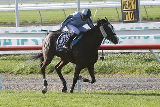 Reigning Southern Filly of the Year Showmeup (NZ) winning the 2017 NZB Airfreight Stakes.